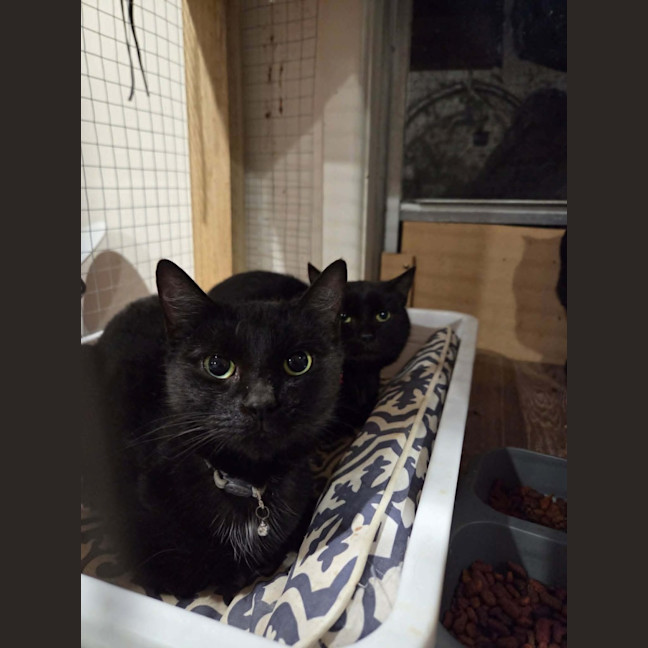 Photo of Kiwi *9 Lives Project Rescue*