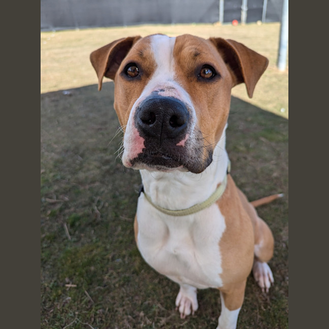 Photo of Dixie
