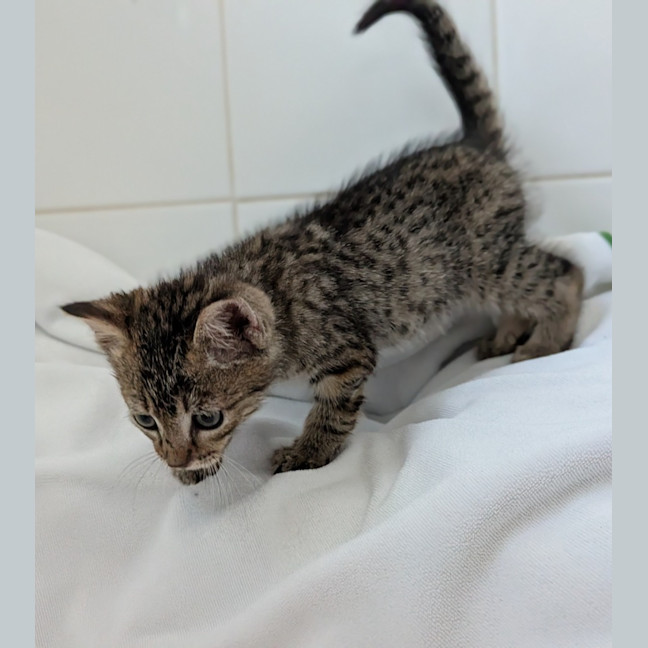 Photo of Tiger