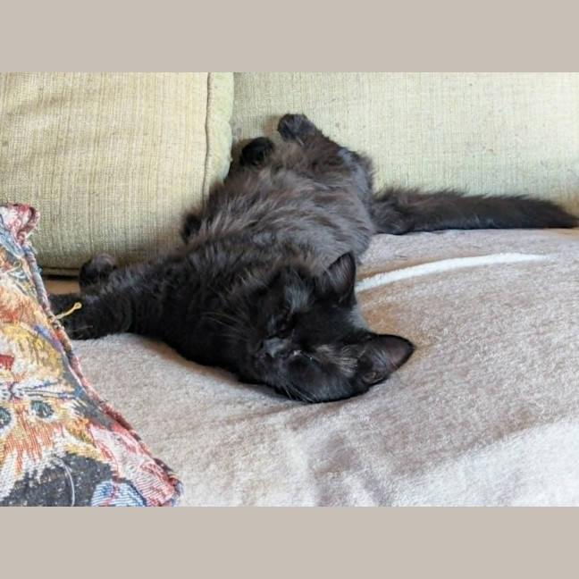 Photo of Percy *9 Lives Project Rescue*