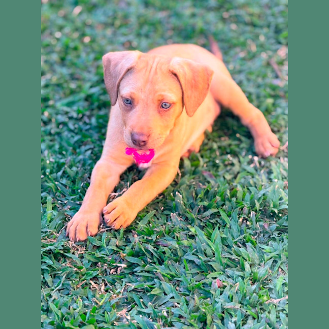Photo of Hopper