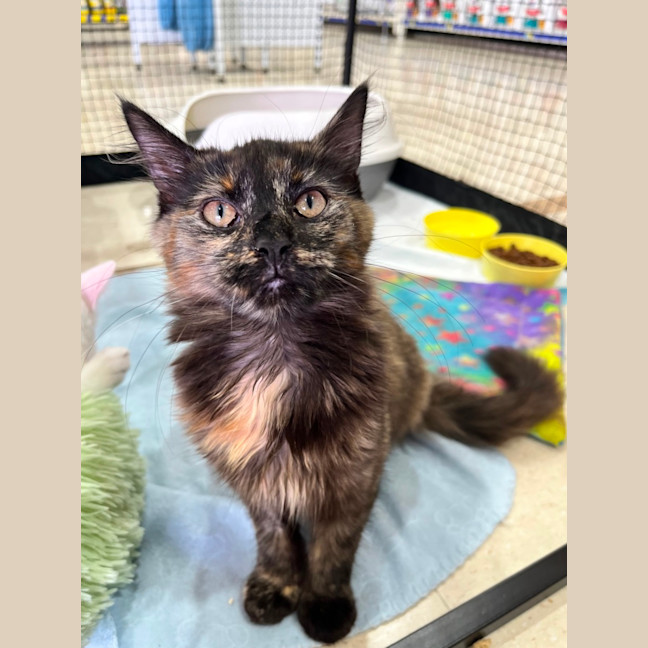 Photo of Kitsu *9 Lives Project Rescue*