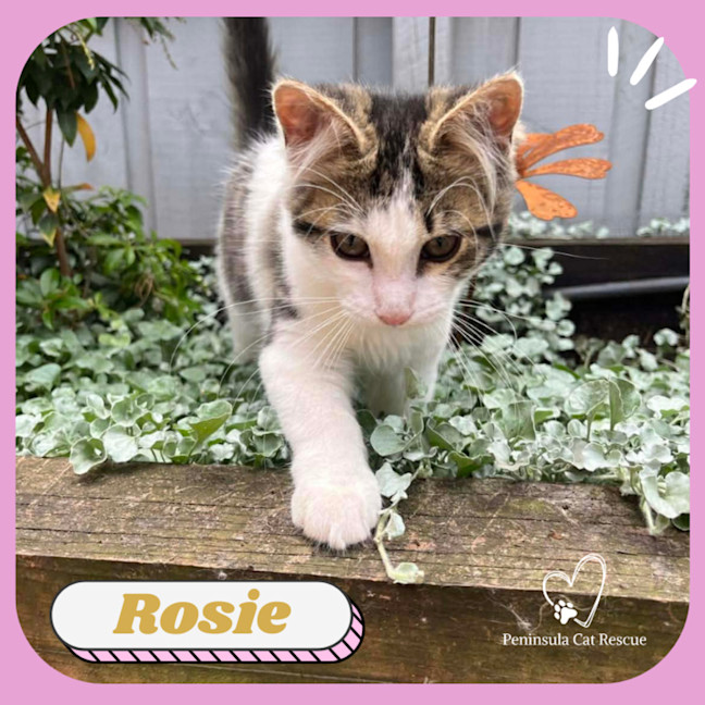Photo of Rosie