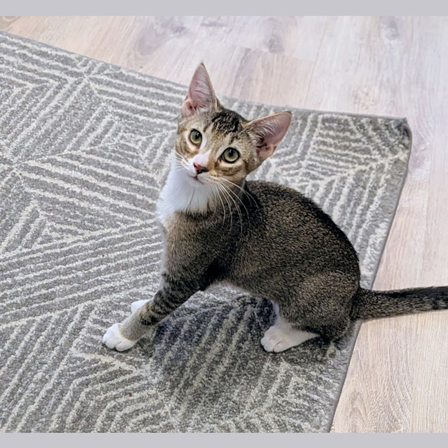 Photo of Blossom   In Foster Care In Glenroy