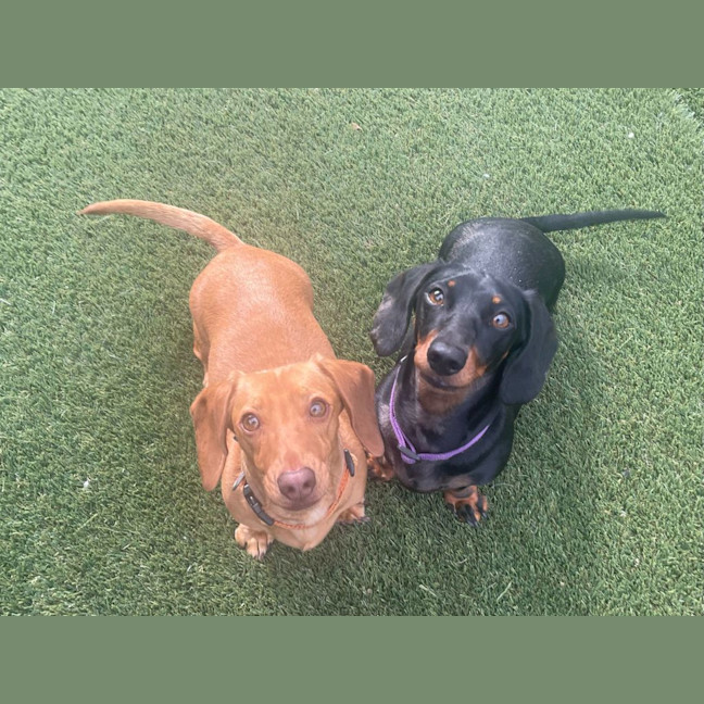 Photo of Teeki Young