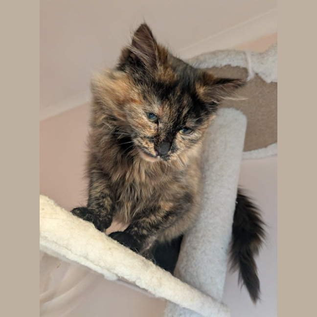 Photo of Bella