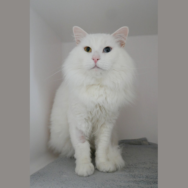 Photo of Aslan Sua015358