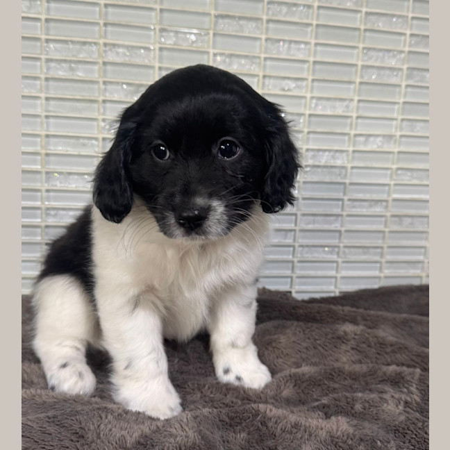 Photo of Cookie