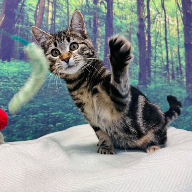 Photo of Stewie   Located In Keilor