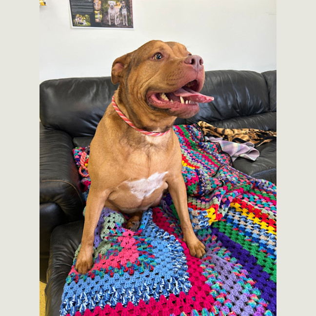 Photo of Scrappy Doo