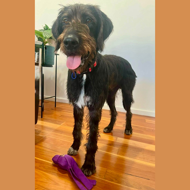 Photo of Stephen   9 Month Old Mixed Breed