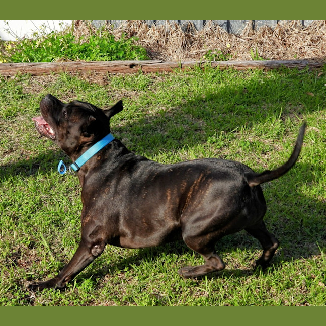 Photo of Brandy