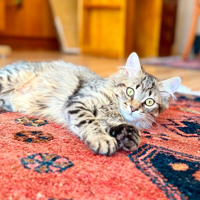 Photo of Varity   In Foster Care In Brunswick East
