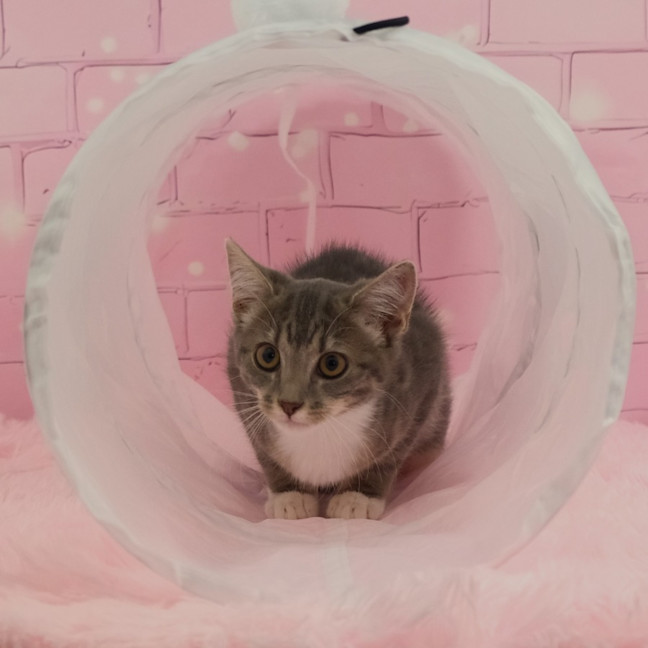 Photo of Misty