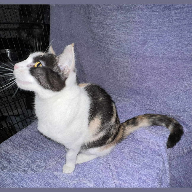 Photo of Halle  Berry  * 9 Lives Project Rescue*