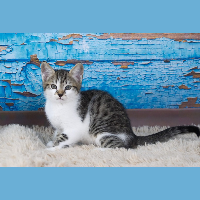 Photo of Peanut