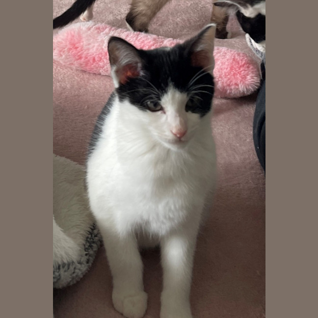 Photo of Bandito