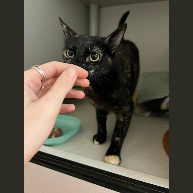 Photo of Dottie