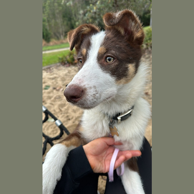 Photo of Chester