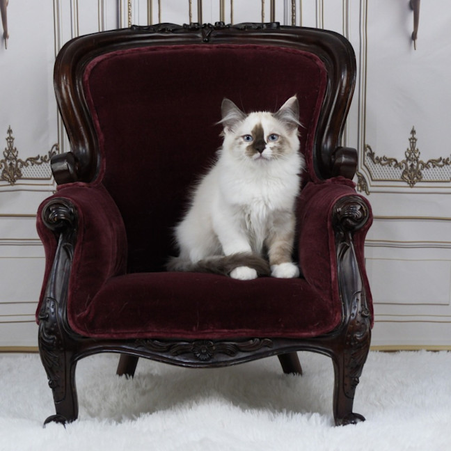 Photo of Chanel