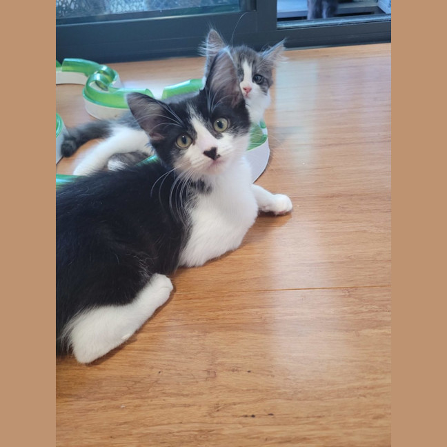 Photo of Winter  Available From 20/1