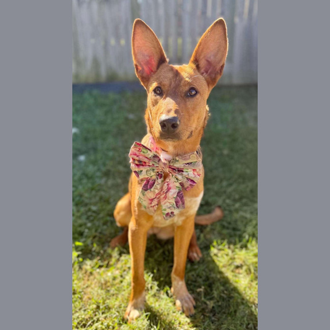 Photo of Daisy