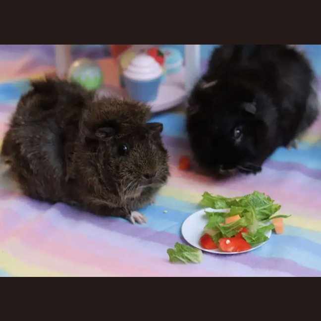 Photo of Violet & Edmund