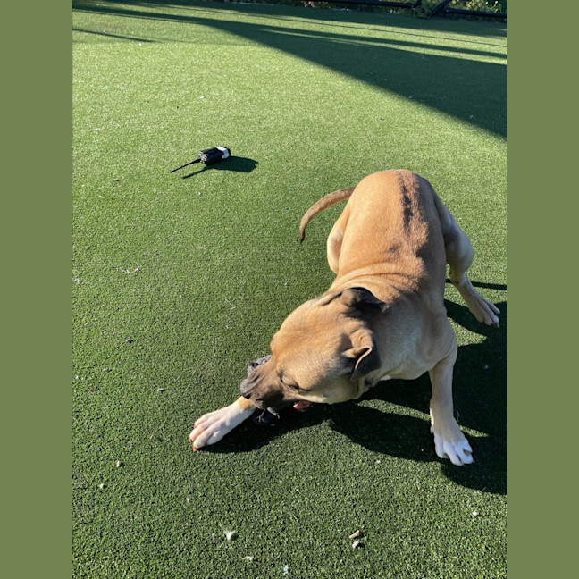 Photo of Benji Imp 1439