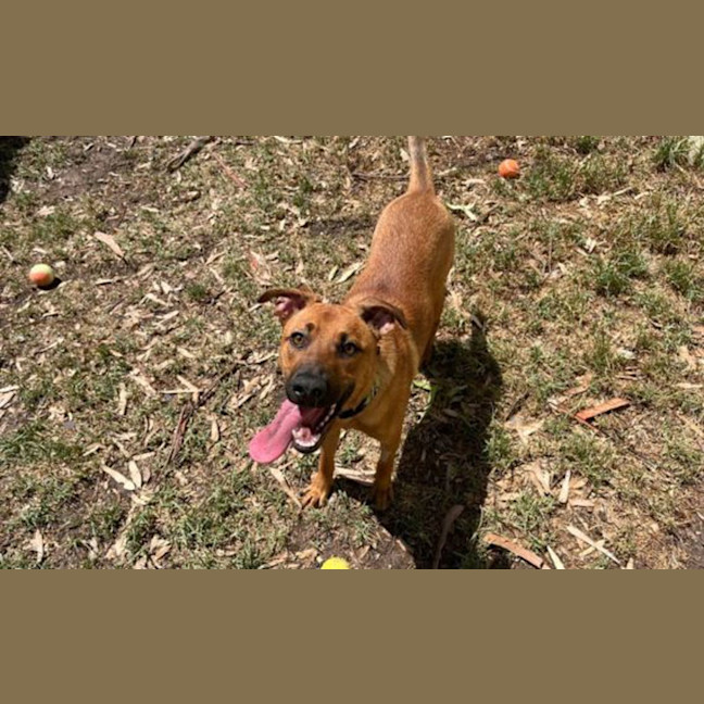 Photo of Scarlet