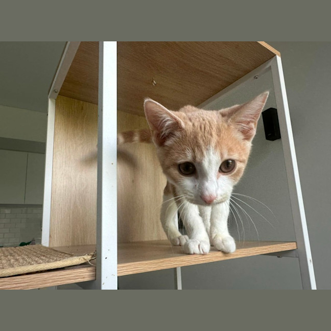 Photo of Henry 