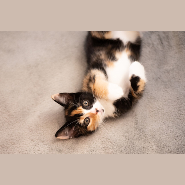 Photo of Lucy