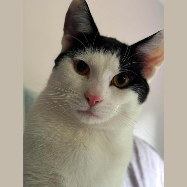 Photo of Chilli   In Foster Care In Cranbourne
