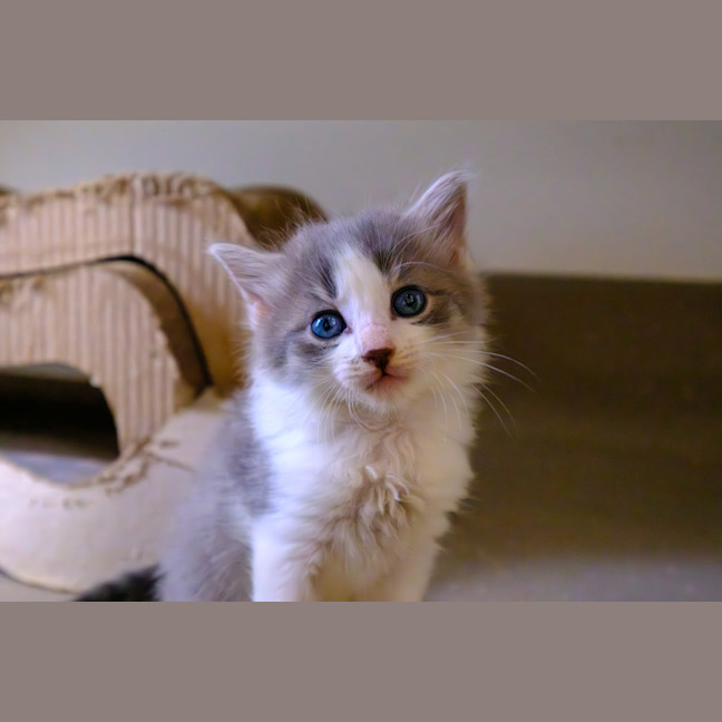 Photo of C1445 Sophia