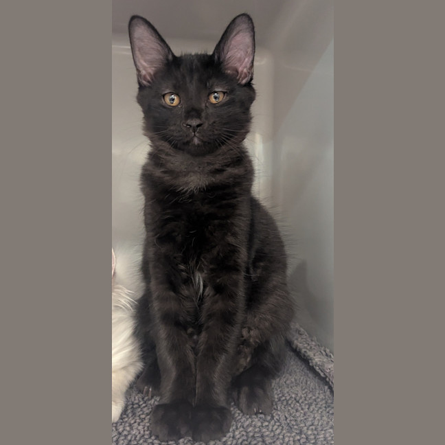 Photo of Cola
