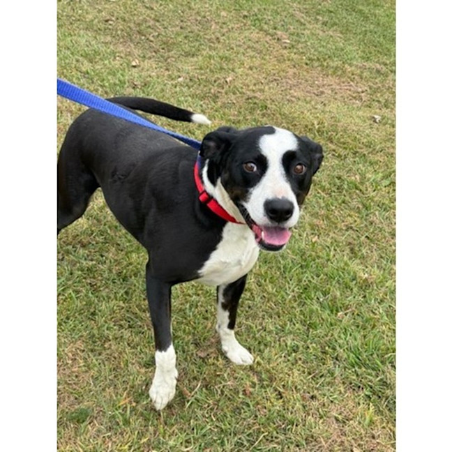 Photo of Roxy *$250 Adoption Fee*