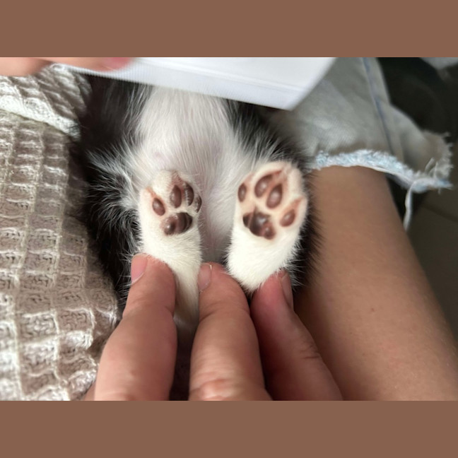 Photo of Gizmo
