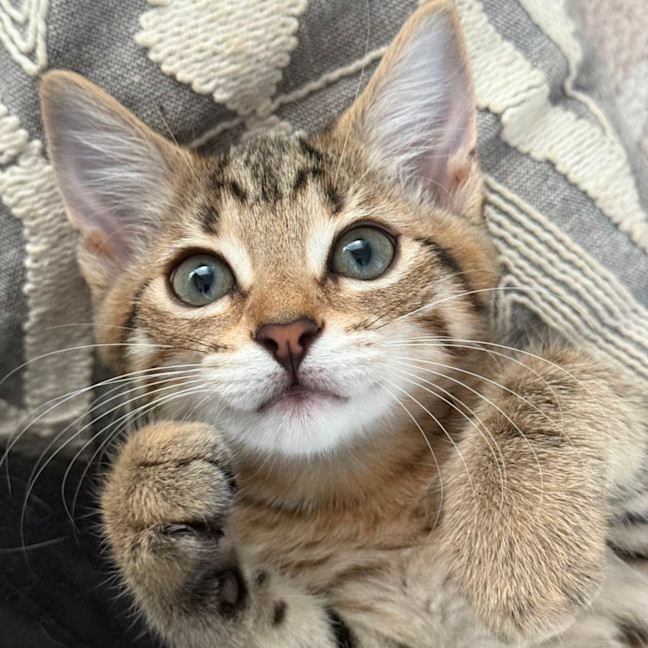 Photo of Levi 🥝