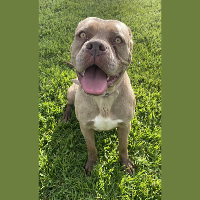 Photo of Maple