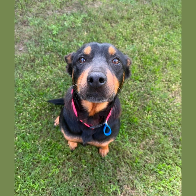 Photo of Poppy *$350 Adoption Fee*