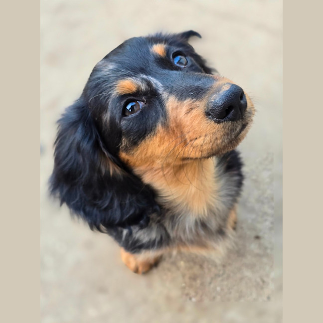 Photo of Bread Crumb