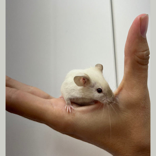 Photo of The Great Squeaksby