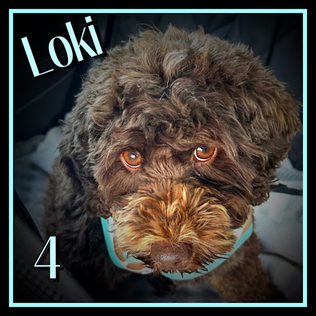 Photo of Loki