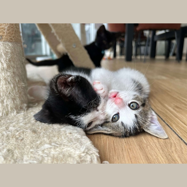 Photo of Charlie