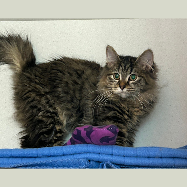 Photo of Nyx