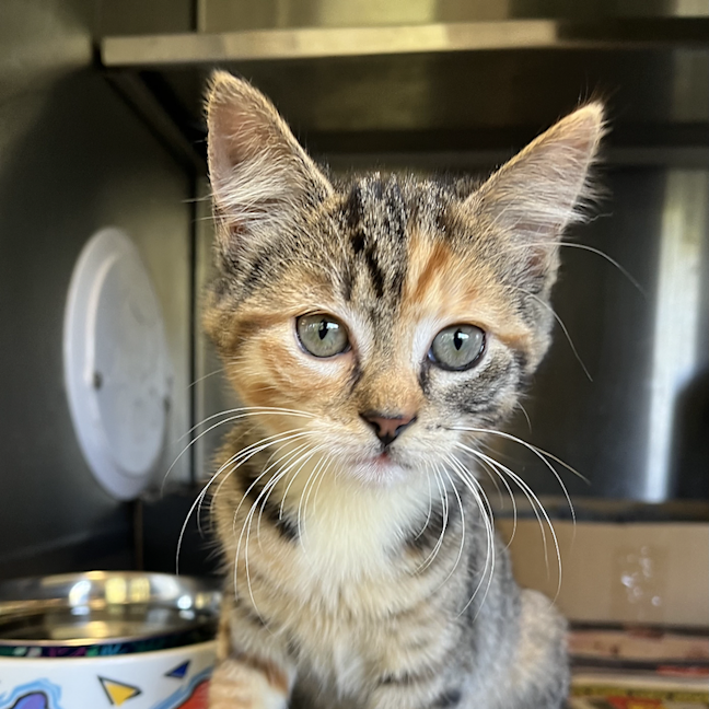 Photo of Willow