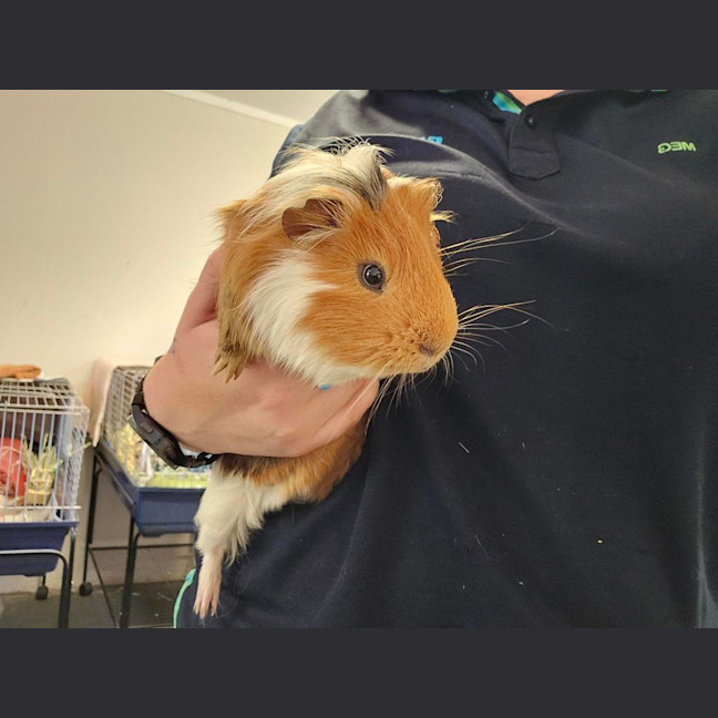 Photo of Brownie