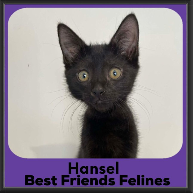 Photo of Hansel