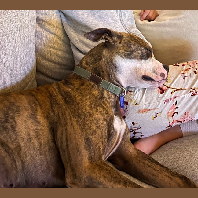 Photo of Ellie   1 Year Old Boxer X Staffy