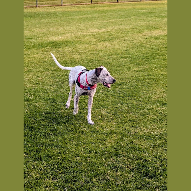 Photo of Pongo