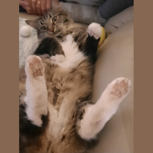 Photo of Tommy